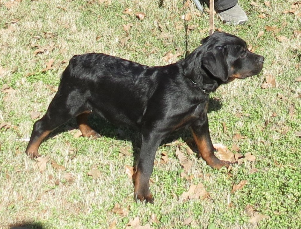 Worfs Blitz @ 16wks 2.JPG