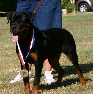 Willi von Warterr 8 months old at PWR Show 2007