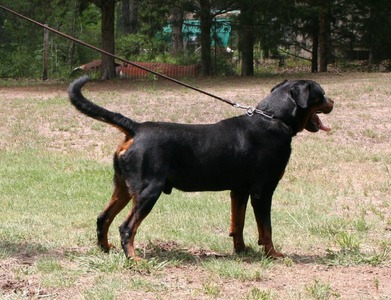 Eyck Schwarze Rott Garde at 4 years old