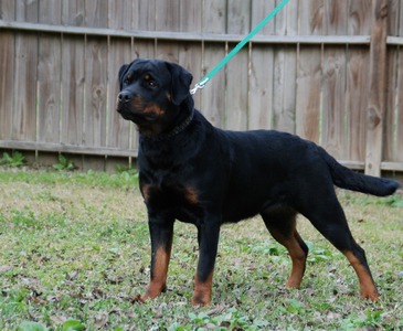 Fiona von Warterr at 13 months old