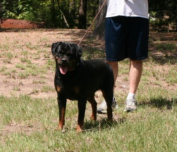 Jaeger von Warterr at one year old