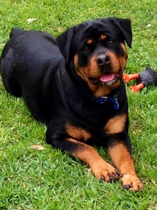 Karli von Warterr at one year of age