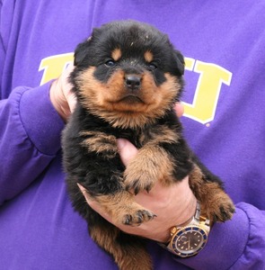 3 weeks old