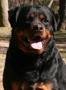 Voodoo Pop Rott aka Judah at 3 years old