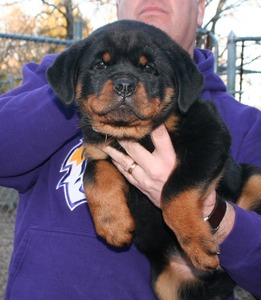 Celine X Arkan Rainbow Specs Collar Female at 10 weeks old