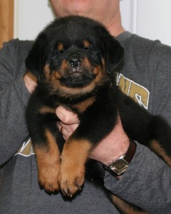 Odin von Warterr at 7 weeks old