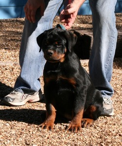 Odin von Warterr at 15 weeks old