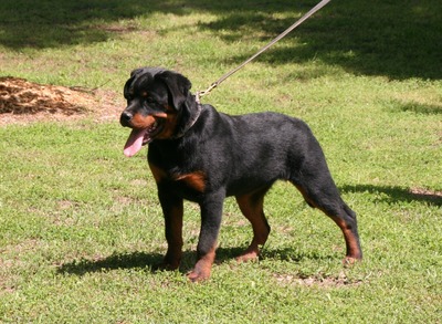 Jennasons Nova von Warterr at 5 months old