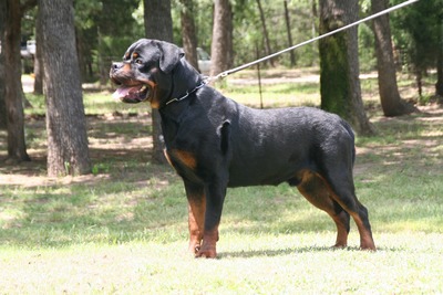 Jennason's Cajun Gunner at 30 months old