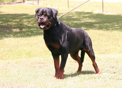Jennason's Cajun Gunner at 30 months old
