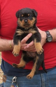 Gero X Gunny Pink & Orange Female