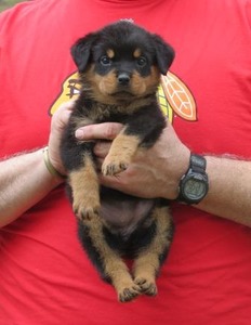 Eyck x GeeGee Pink & Orange Female