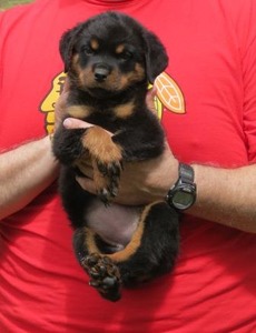 Voodoo Pop Rott X Arla von Warterr Hydrants Male