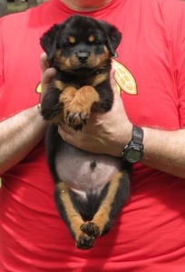 Voodoo Pop Rott X Arla von Warterr Black Paw Male