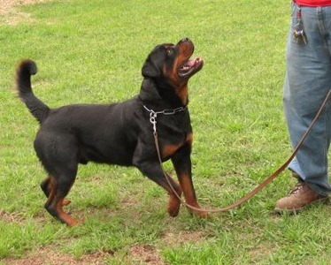 Nitro at 18 months