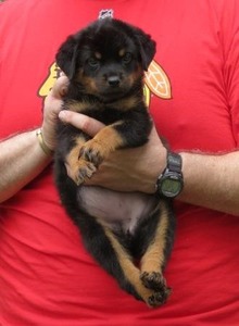 Voodoo Pop Rott X Arla von Warterr  Polka-Dot Female