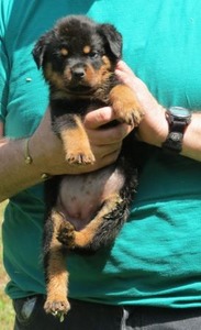 Jock X Wenni Green Leopard Female
