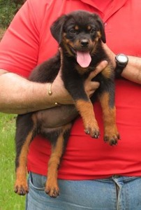 Irish F @ 12wks