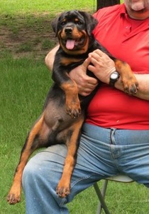 Gladiator 1 @16wks