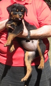 Nitro X Arla - Mack (Male)
