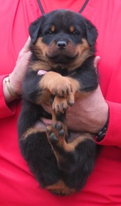 Noblehaus' Rin Tin Tin X Viva Ekland Alpine Male