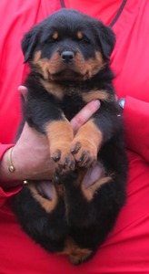 Noblehaus' Rin Tin Tin X Viva Ekland Blue Bandana Male