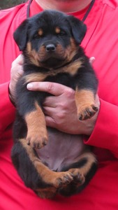 Noblehaus' Rin Tin Tin X Viva Ekland Orange Female