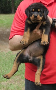 Duncan X Happy Pink Female