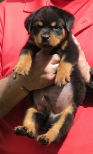 Zeus X Gee Gee Camo Male