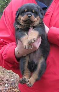 Odin X Freya Male