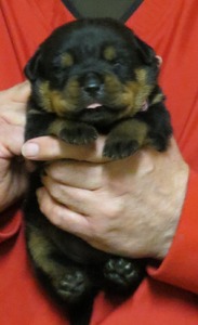 Gunner X Bayou RD Pink Female