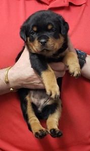 Zeus X Valkyrie Nationals Female