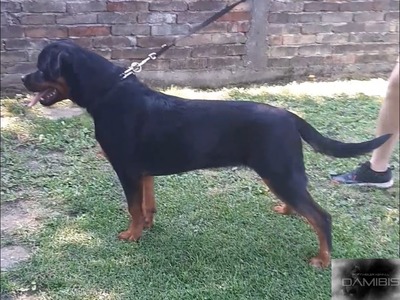 Highlander 7mo