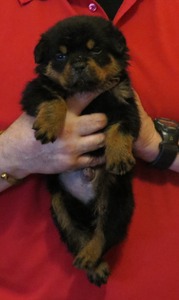 Duncan X Blaze - Spartan Male