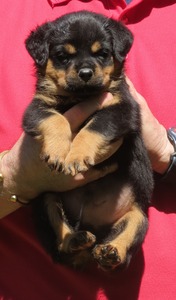 Smaug 5wks 1
