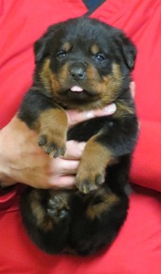 Wessex @ 3.5wks