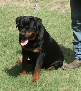 Nala 3