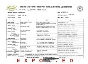 Azija Pedigree
