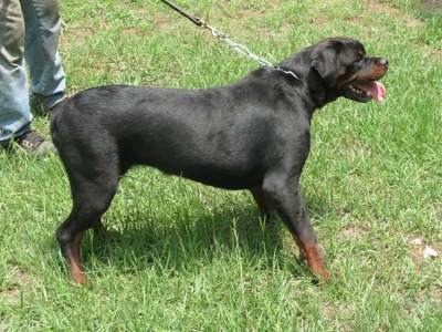 Jawelin von Hause Kigen (Javelin)