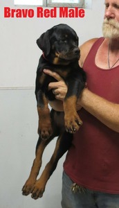 Zadok x Bravo Male - Red