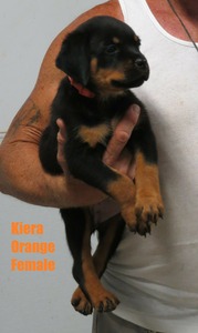 Draco X Kiera Orange Female