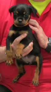 Zadok x Dusk Orange Female