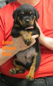 Draco x Bravo Orange Male