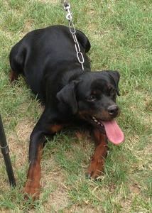 Magnus' Tova Von Warterr