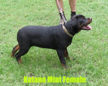 Vader X Katana Mint Female