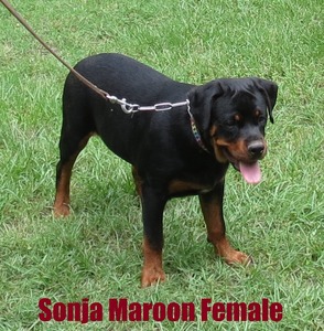 Smaug X Sonja Maroon Female