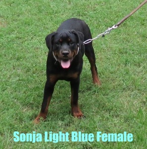 Smaug X Sonja Light Blue Female