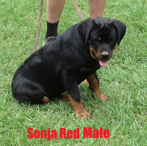 Smaug X Sonja Red Male