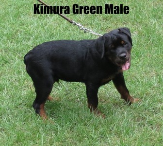 Worf X Kimura Green Male