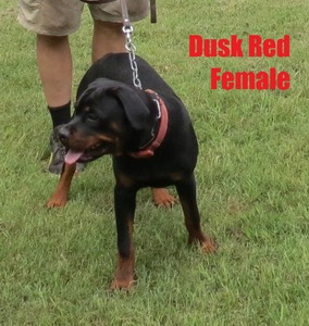 Worf X Dusk Red Female